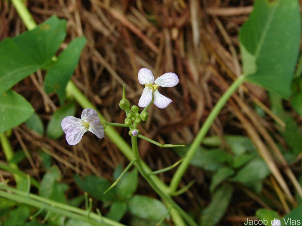 Raphanus raphanistrum L.